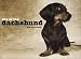 Dachshund Dog Breed Books : Day of the Dachshund