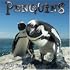 Penguins 2007 Calendar