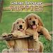 golden retriever 2007 : Golden Retriever Puppies 2007 Wall Calendar