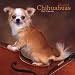 Chihuahua 2007 : Teacup Chihuahuas 2007 Calendar