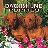 Dachshund Puppies 2007 Mini Calendar