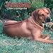 Rhodesian Ridgebacks 2007 Calendar by Browntrout Publishers