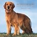 golden retriever 2007 : Retriever Dore/Golden Retrievers 2007 Calendar