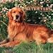 golden retriever 2007 : Golden Retrievers 2007 Wall Calendar