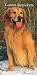golden retriever 2007 : Golden Retrievers 2007 Slim Diary