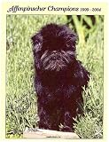 Affenpinscher Champions, 1999-2004