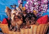 300 Piece Yorkshire Terrier Puppies Jigsaw Puzzle