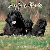 Newfoundlands 2007 Wall Calendar