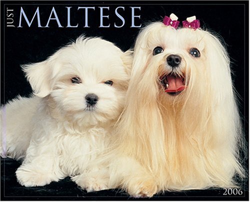 Just Maltese 2006 16-Month Wall Calendar