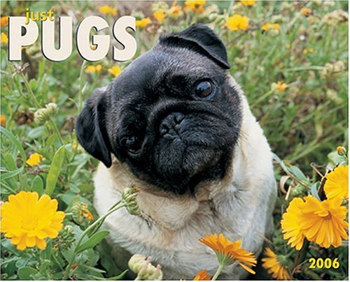 Just Pugs 2006 16-Month Wall Calendar