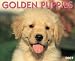 golden retriever 2007 : Golden Retriever Puppies 2007 Calendar
