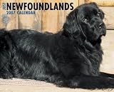 Just Newfoundlands 2007 Calendar (Just)