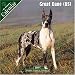 Great Dane (US) 2007 Wall Calendar