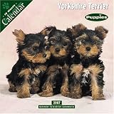 Yorkie Puppies 2007 Wall Calendar