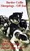 Border Collie Sheepdogs - Off Duty!