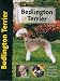 bedlington terrier : Bedlington Terrier (Pet Love)