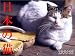 日本の猫 2006年カレンダー