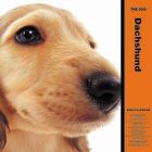 THE DOG �_�b�N�X�t���h 2005�N�x �J�����_�[