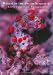 Realm of the Pygmy Seahorse