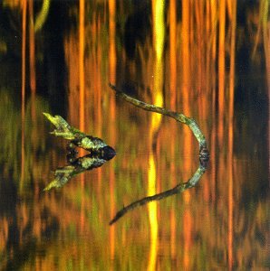 Loituma - Things Of Beauty (Finland) - Zortam Music