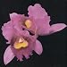 Orchid
