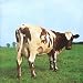 Vente de Livres.com : Atom Heart Mother