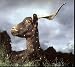 Tue-loup - 