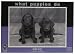 What Puppies Do - Obey Puzzle