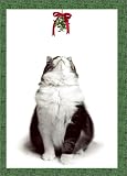 Cat with Mistletoe (Holiday Cards)