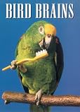 Birdbrains [2002]
