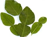 Kaffir Lime Leaves