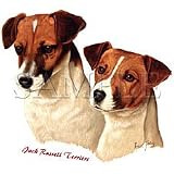  : Jack Russell Terriers Adult T-Shirt