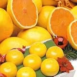 Crown Ruby Red Grapefruit