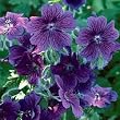 Johnson's Blue Hardy Geranium
