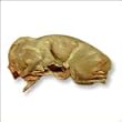 Rabbit Meat