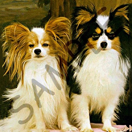 Dogs Papillon - Papillon - Mugs