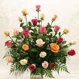 2 Doz. Assorted Color Roses