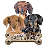 Dachshund  Puppies Womens Scoop Neck T-Shirt