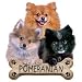 Dog T Shirts : Pomeranian Puppies Adult T-Shirt