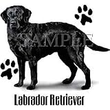 Black Labrador Adult T-Shirt