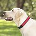 Search : Lighted Safety Dog Collars and Leash by PolyBrite size Medium/Large, fits 16-22 in. Collar