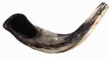 Ram Horn Shofar (12-14 inches)