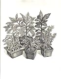 herb garden