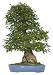 Brussel's Japanese Maple Specimen Tree