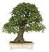 Brussel's Trident Maple Specimen Tree