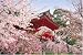 1000ピース 桜咲く仁和寺-京都 10-589S