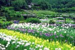 1000ピース 大和路の菖蒲(奈良)