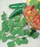 Coriander or Cilantro - 1 Pkt. (150 seeds)