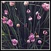 garlic chives