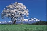 1000ピース エドヒガン桜と岩手山